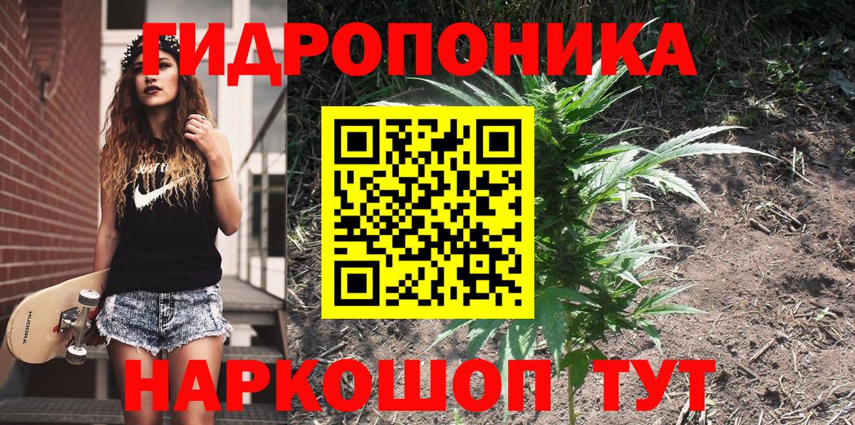 Конопля планчик Черняховск